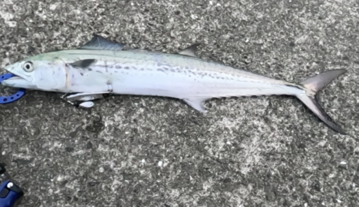 初心者でもルアーで釣れるサゴシ（サワラ）の釣り方