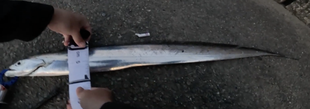 うみかぜ公園でタチウオが釣りたい人向けの仕掛け（横須賀市