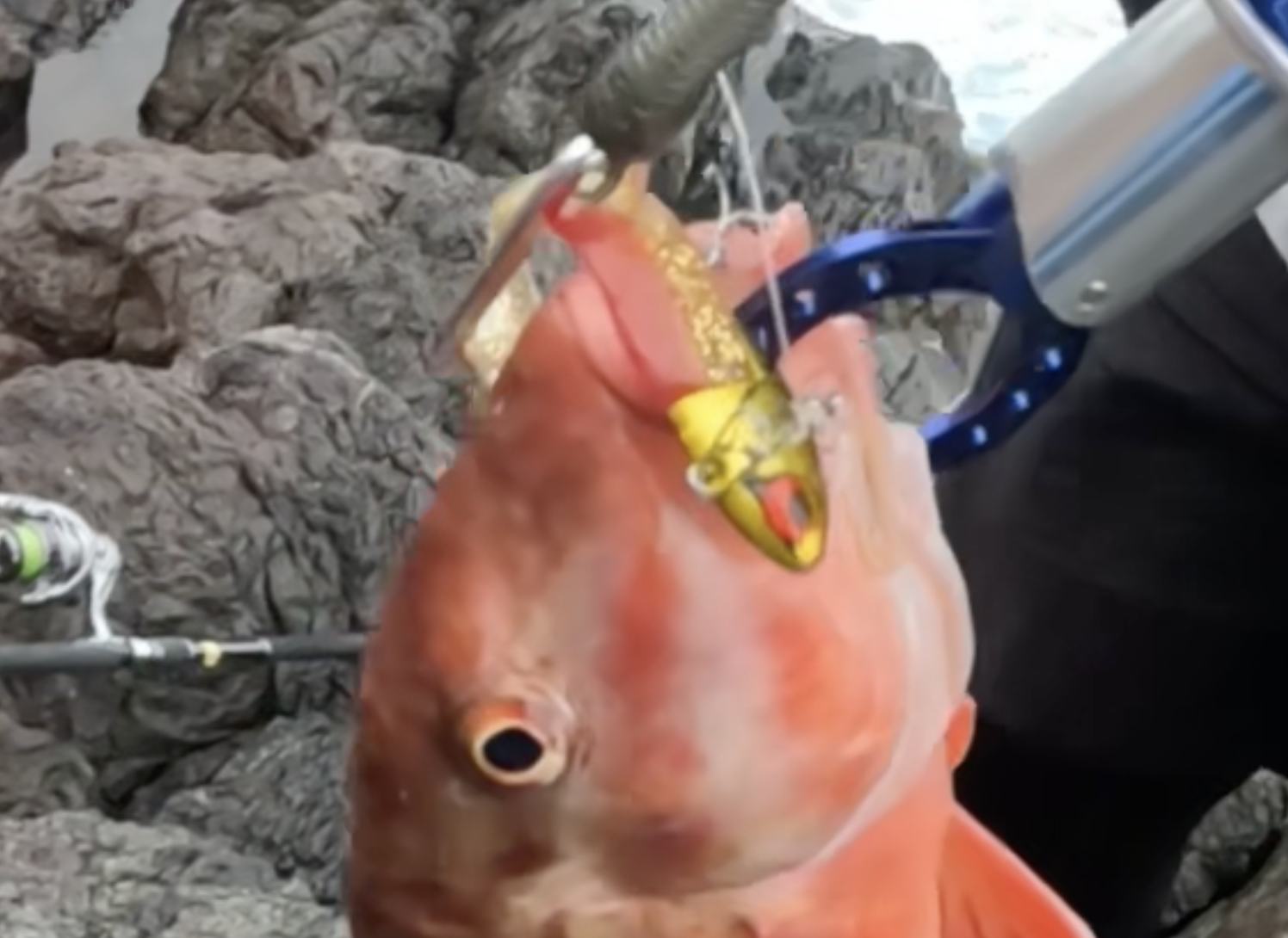 インプレ】コアマンVJがめっちゃ釣れると感じる理由 | つりぽん