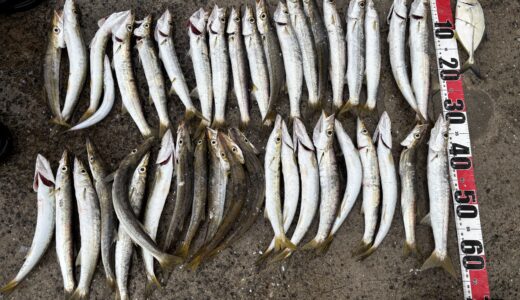 カマスの釣り方を色んなルアーで検証